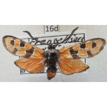 Zygaena occitanica (Villers, 1789) France16d